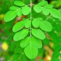Moringa Plant virtues