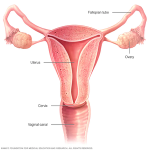 All about the amenorrhea