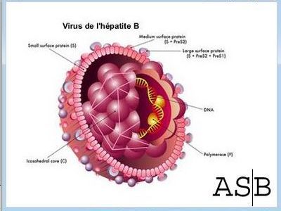 228- Diseases’s Liver : Viral Hepatitis Traitement Viral Hepatitis