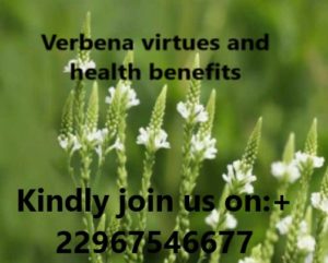 Verbena virtues and health benefits