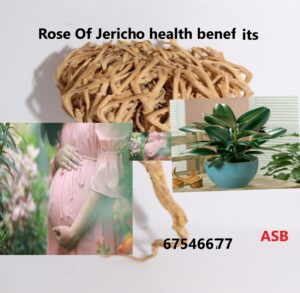 Rose Of Jericho Health Benefits
