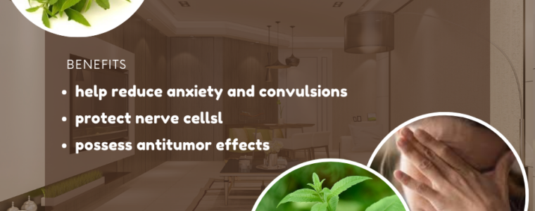 471-Verbena officinalis Benefits And Uses